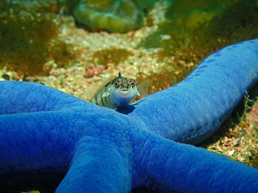 Fisch beim Tauchen auf den Philippinen