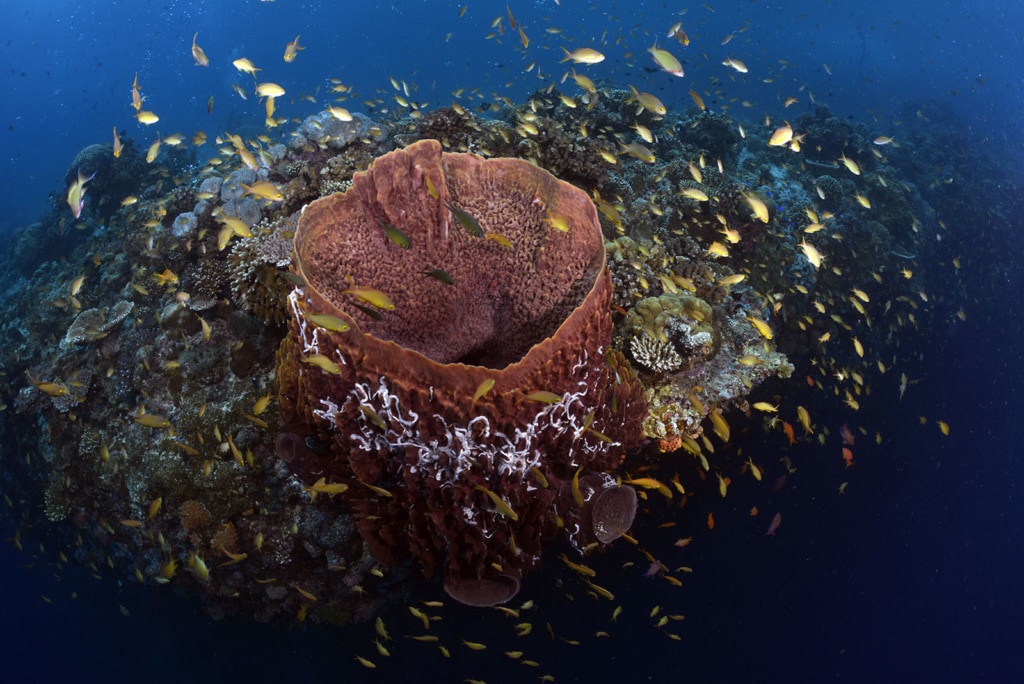 großer Vasenschwamm an der Steilwand von Pescador Island