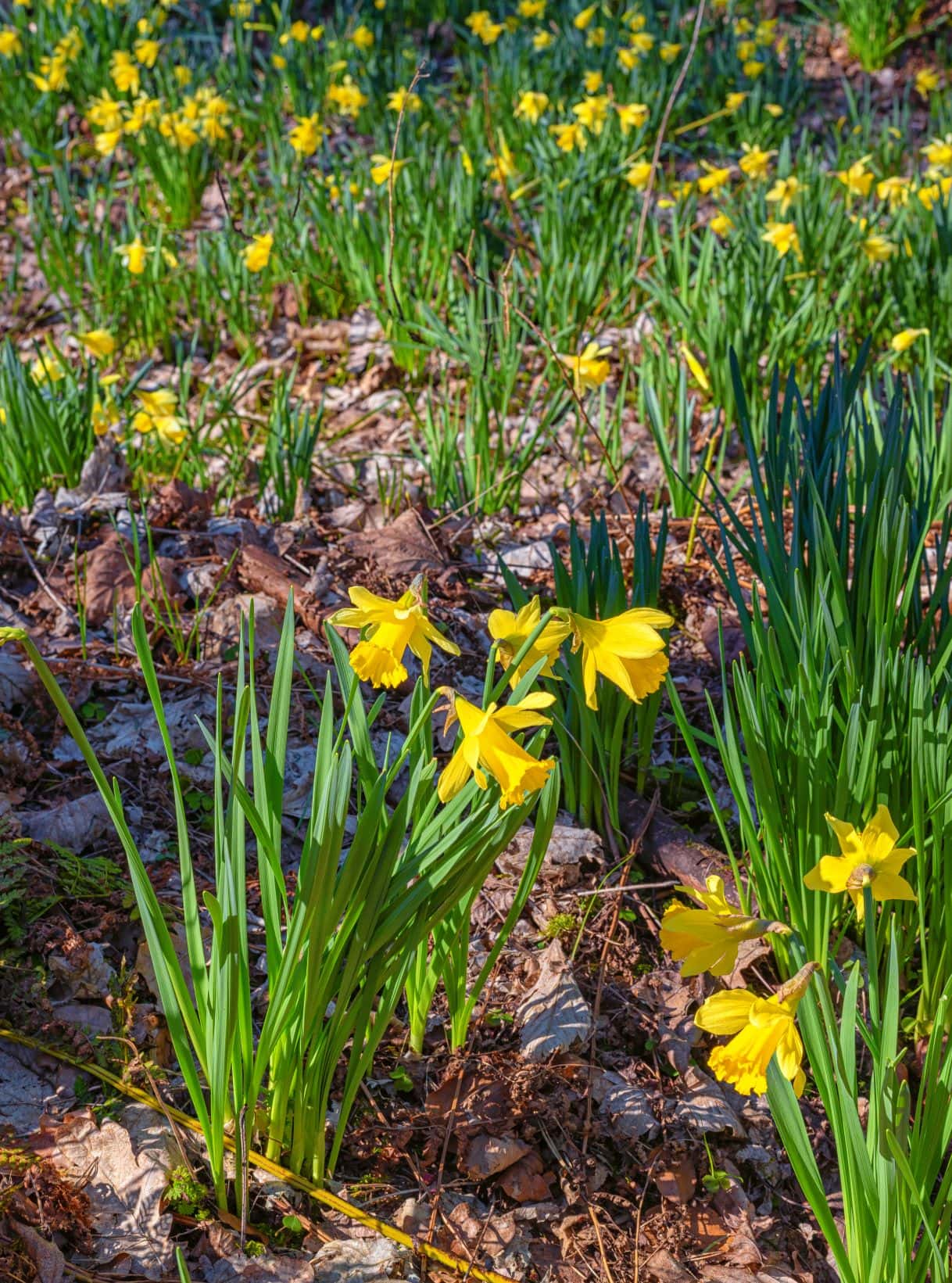 Narzissen im Wald