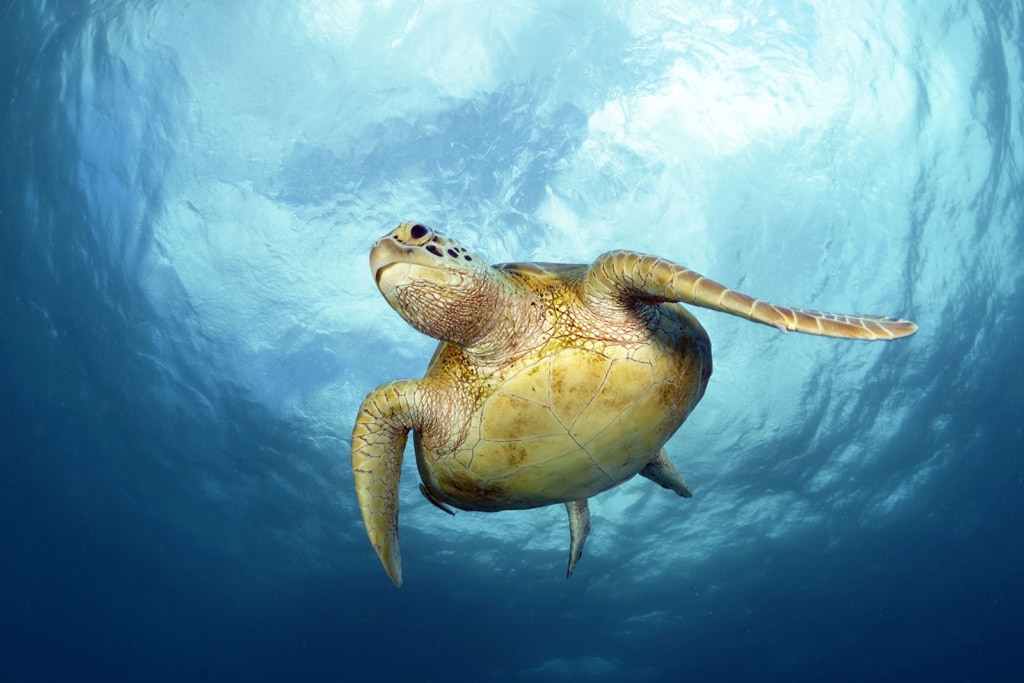 Suppenschildkröte |