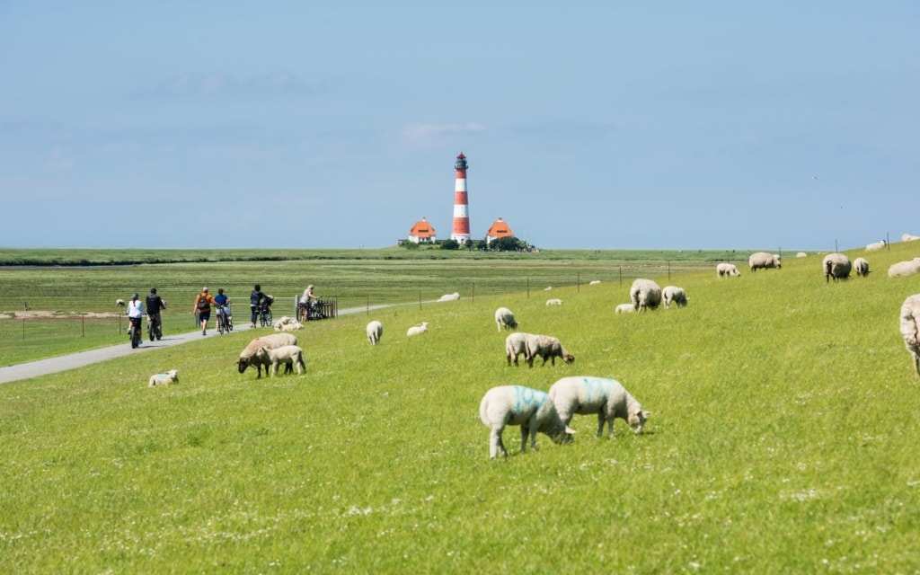 Schafe auf einer Wiese an der Nordsee