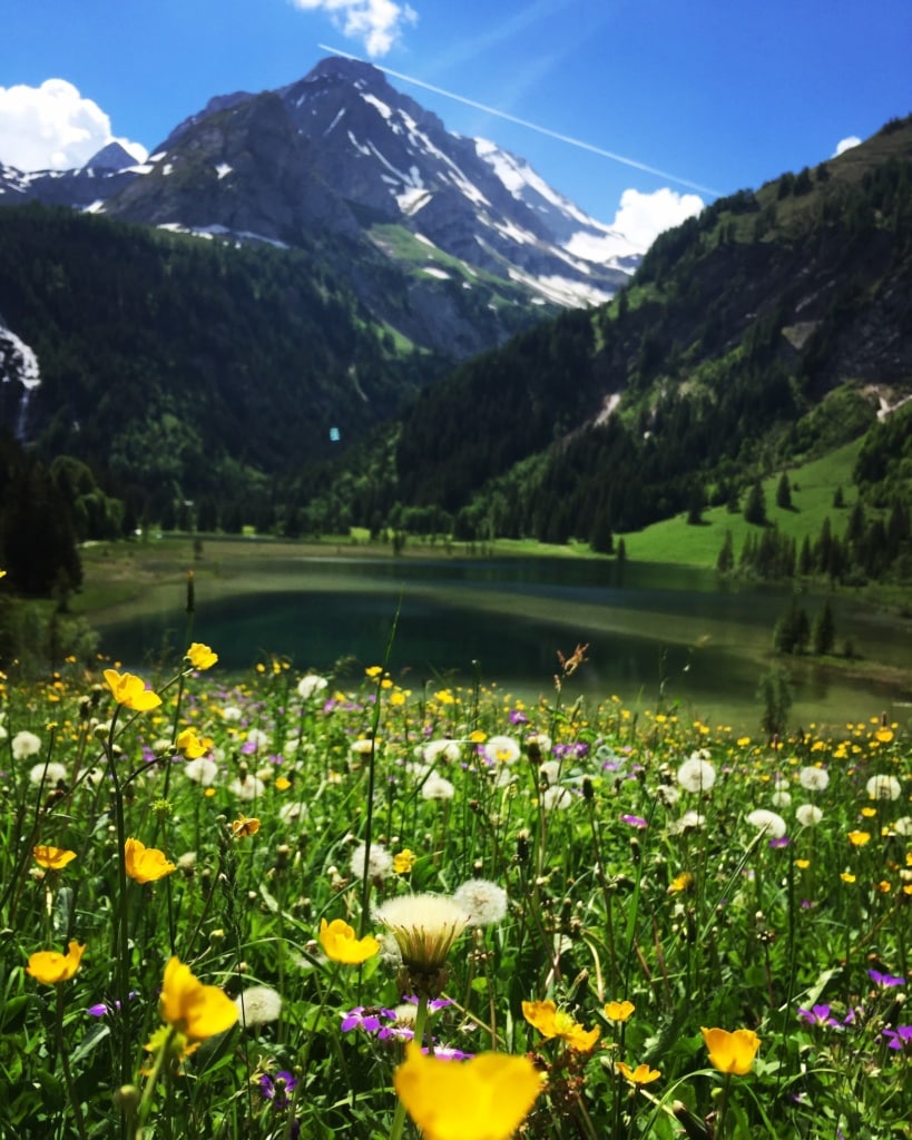 Die Berge im Berner Oberland in der Schweiz sind im Frühjahr besonders magisch.