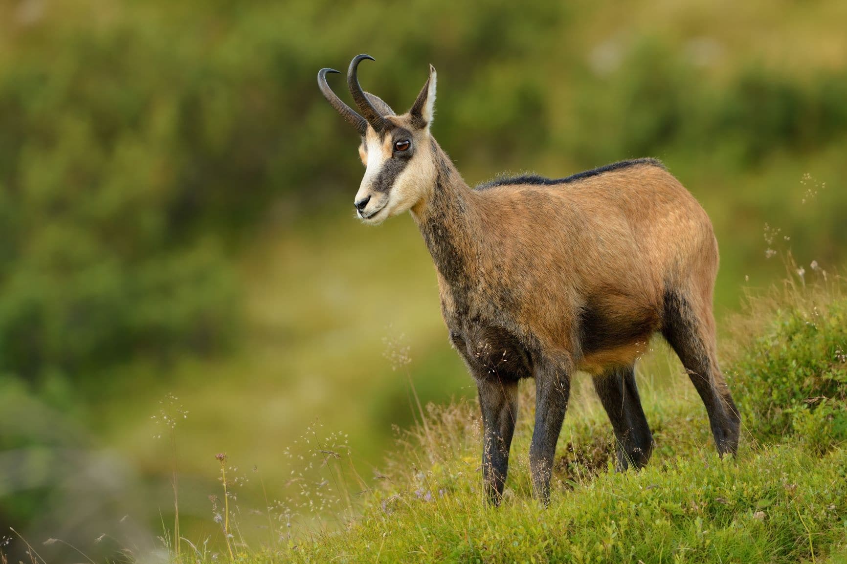 Gams in den Alpen