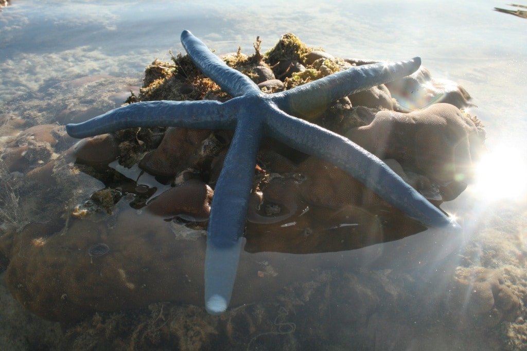 Schnorcheln ist ein Muss auf Kalanggaman Island auf den Philippinen.