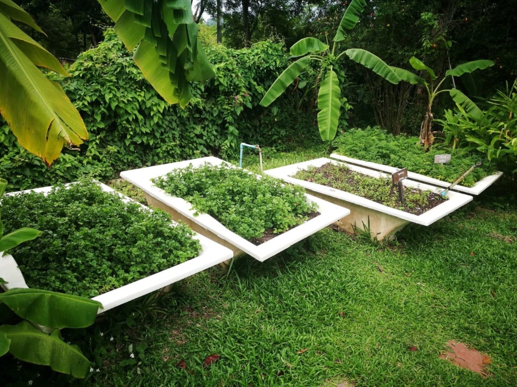 The Tongsai Bay-organic garden