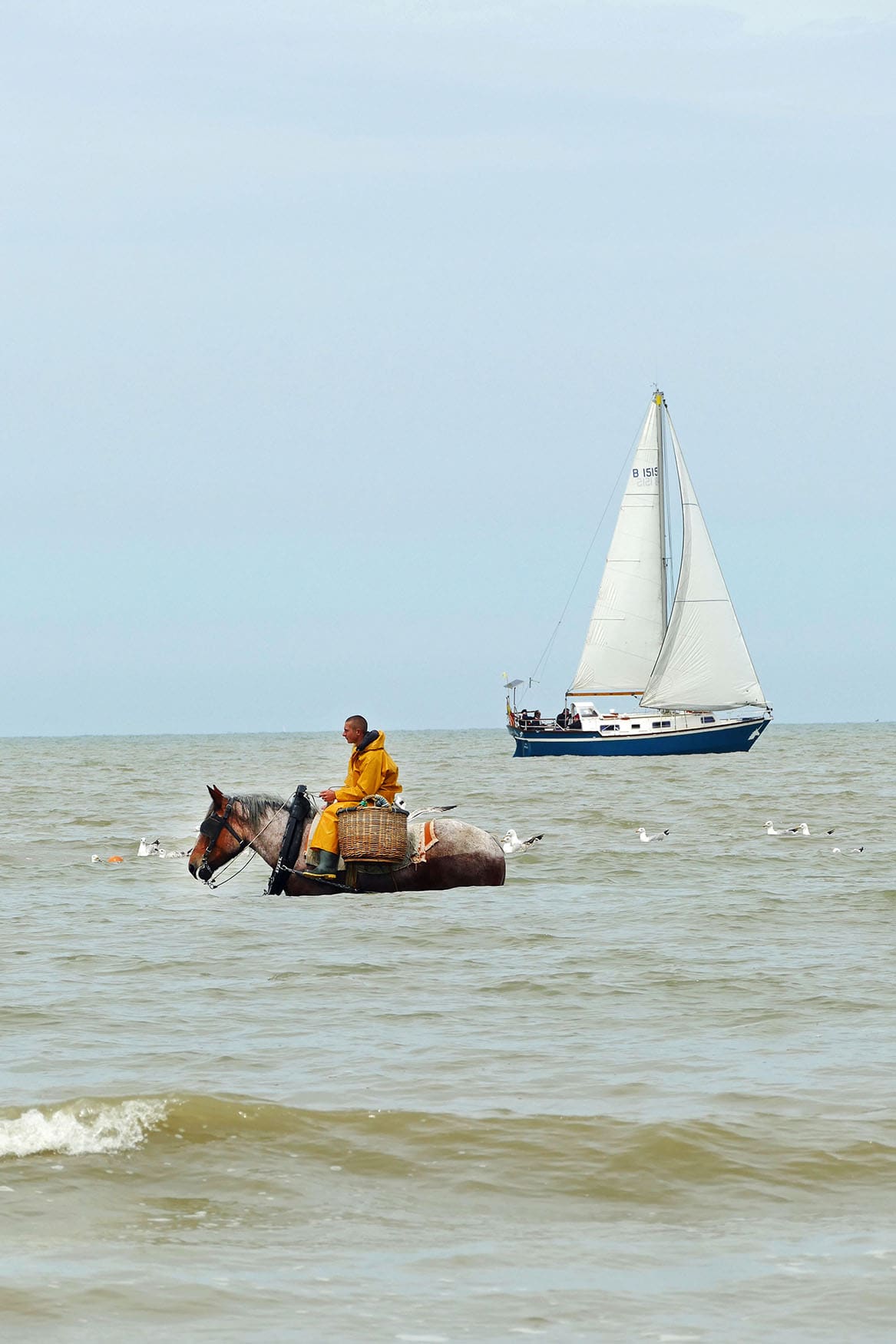 Pferd mitten im Meer zum Krabbenfischen