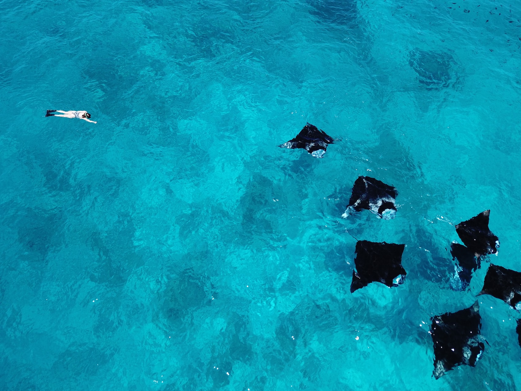 Gleich ein Dutzend Mantarochen überraschten unsere Redakteurin beim Schnorcheln.