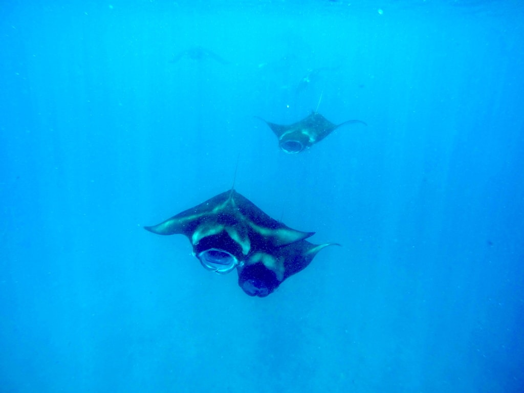 Gleich ein Dutzend Mantarochen überraschten unsere Redakteurin beim Schnorcheln.