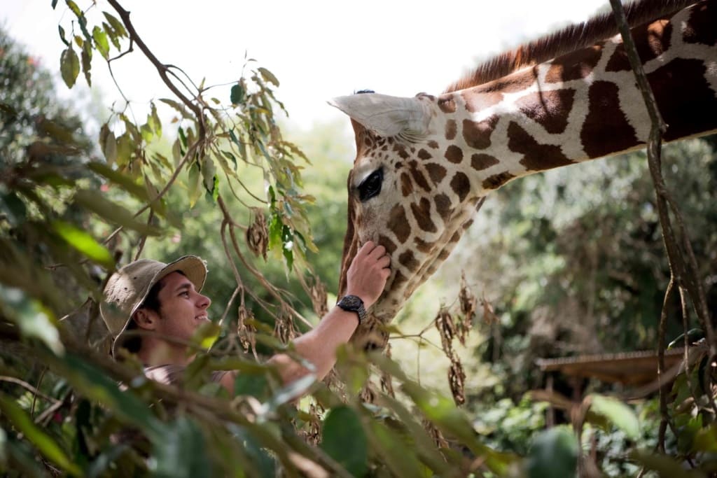 Mann streichelt Giraffe in Kenia