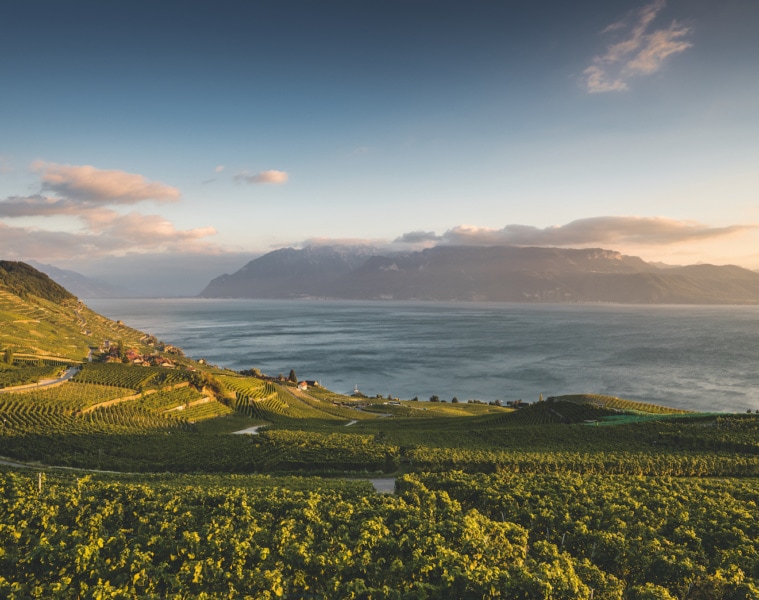 Aussicht von Lavaux nahe Chexbres in der Abenddämmerung