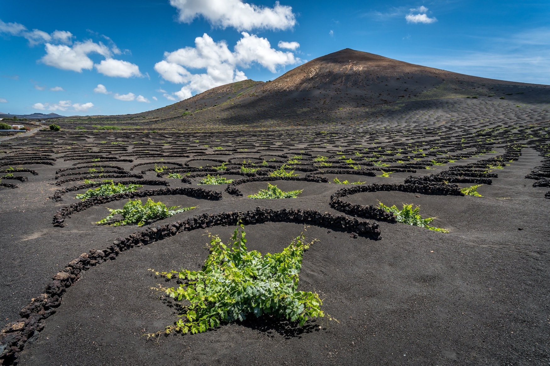 Weinanbaugebiet auf Lanzarote zwischen Lavafeldern