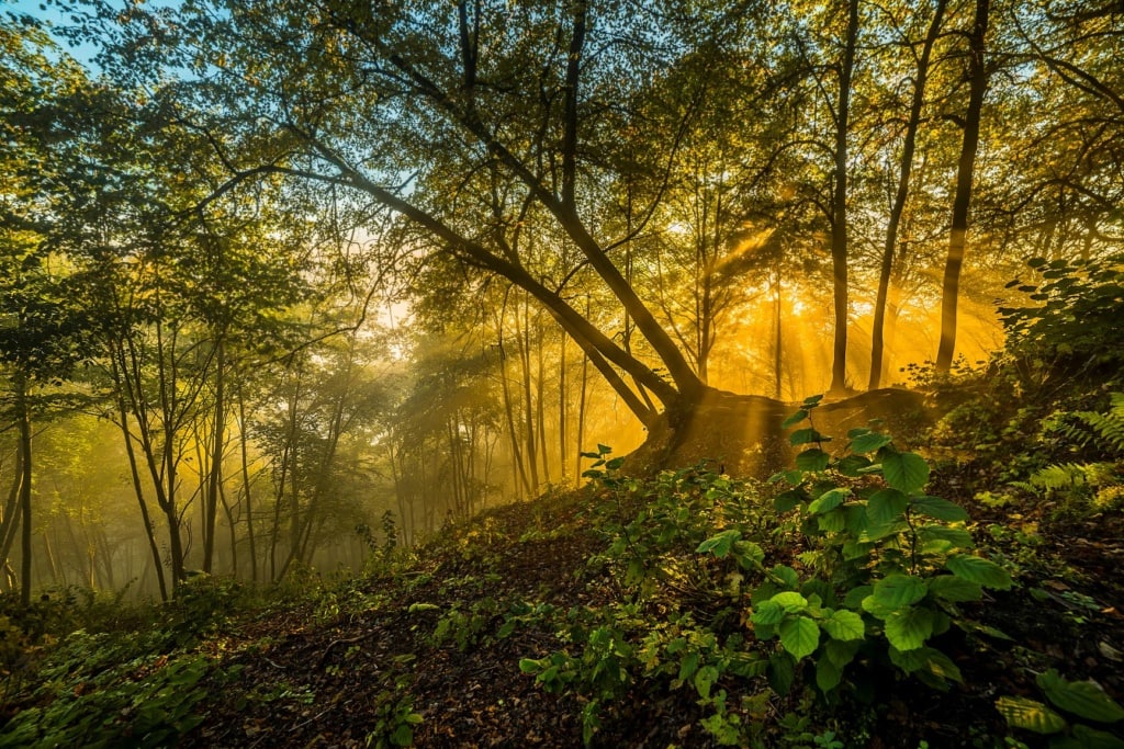 Laimonas Ciūnys Forest