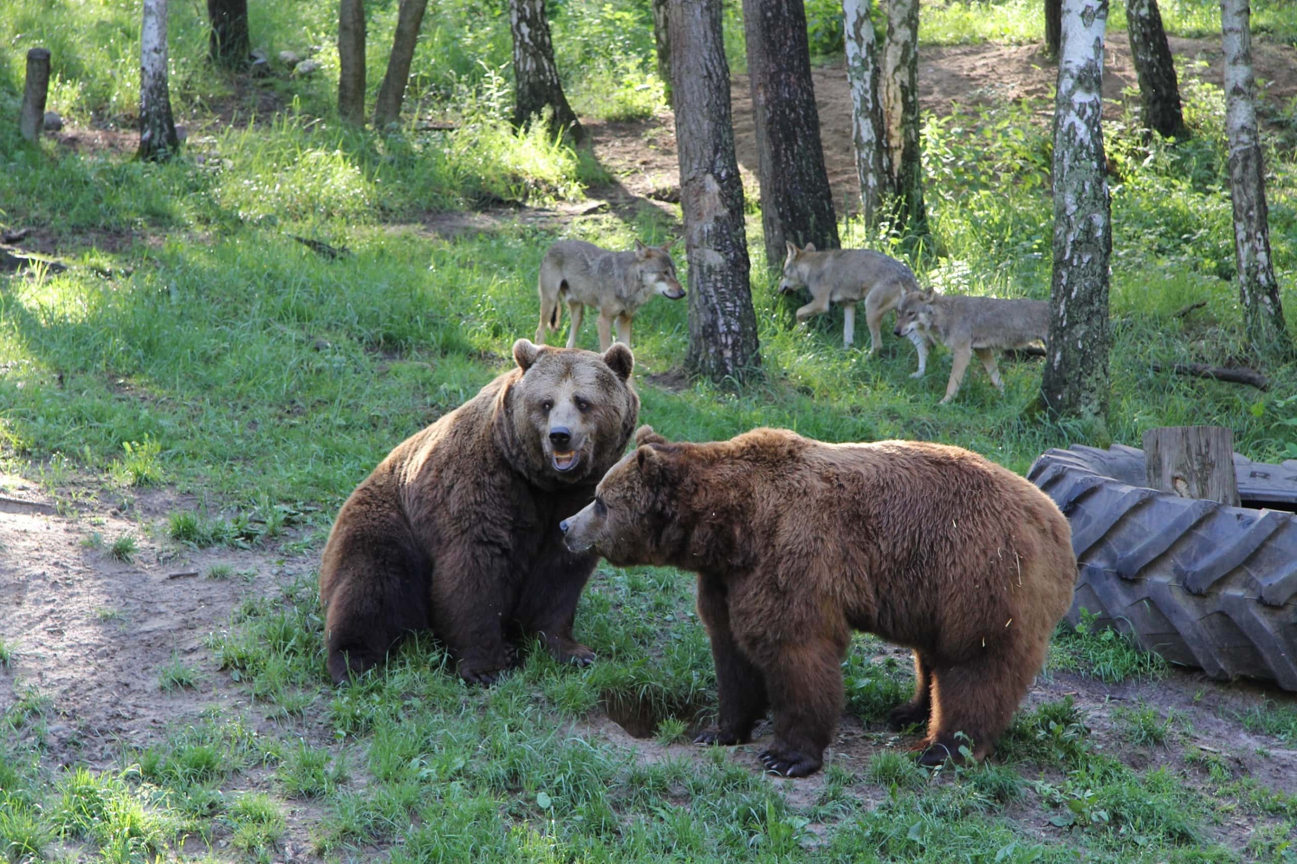 Braunbären und Wölfe im Wildgehege Mecklenburg-Vorpommern.