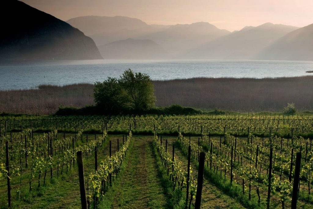 Weinanbau in der Franciacorta