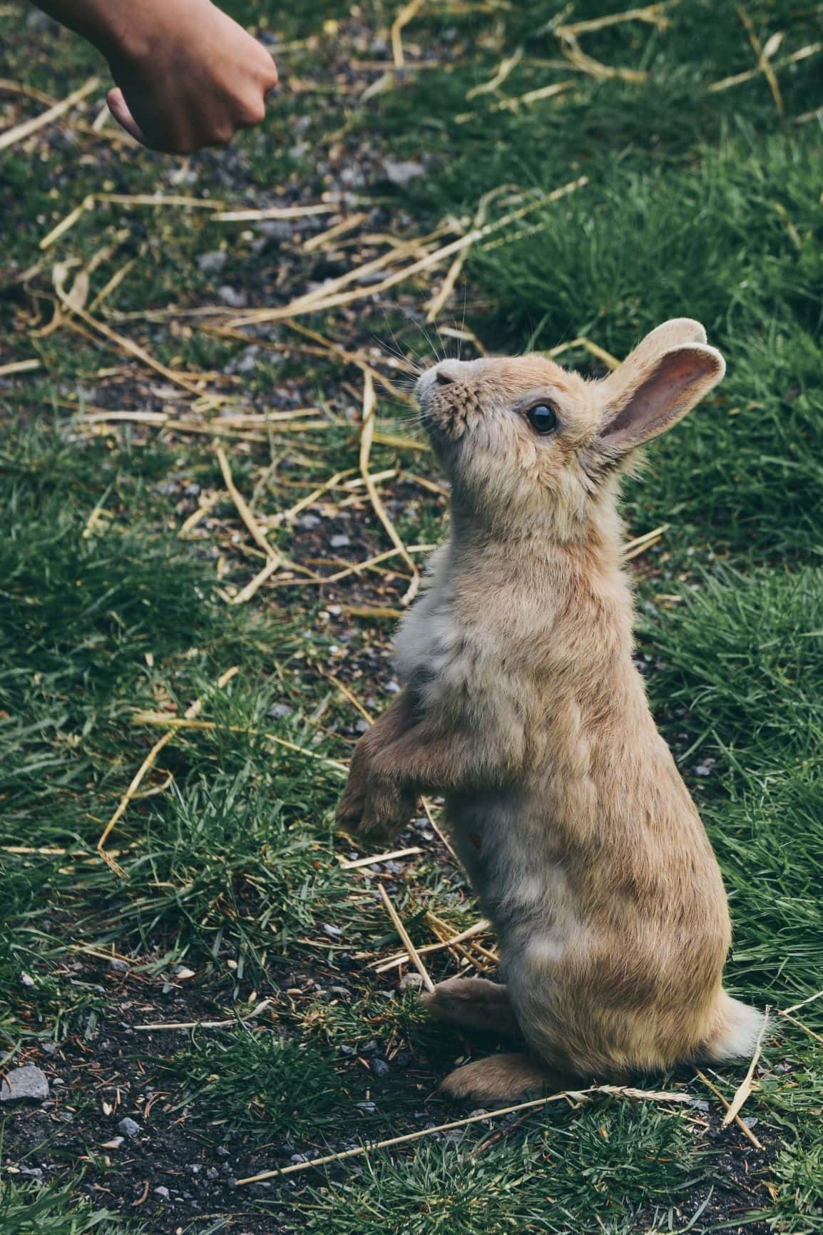 Hase wird gefüttert
