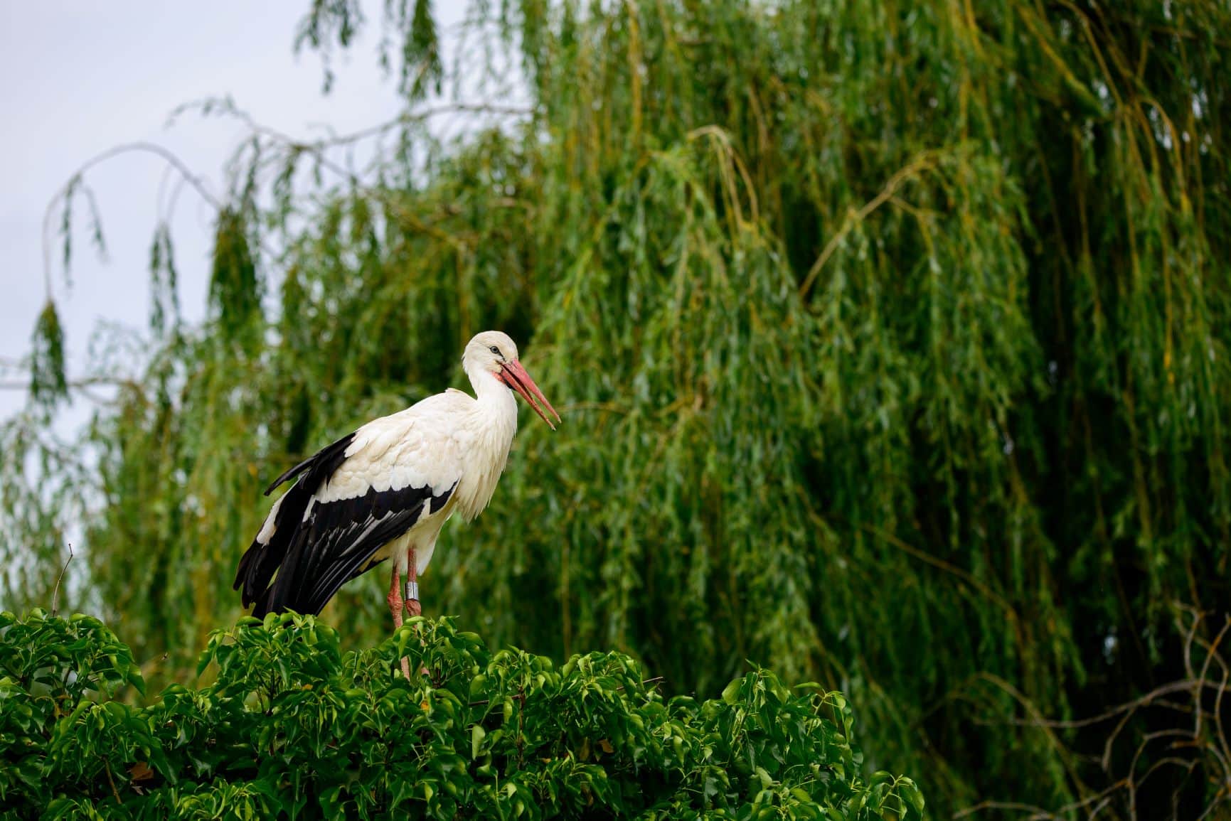 Ein Storch sitzt im Naturpark Hunawihr auf einem Baumwipfel