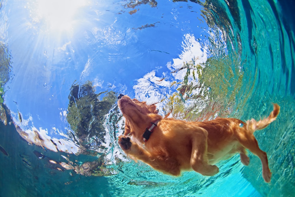 Eine Runde schwimmen gehen – der Urlaub mit Hund sollte gut geplant sein. 