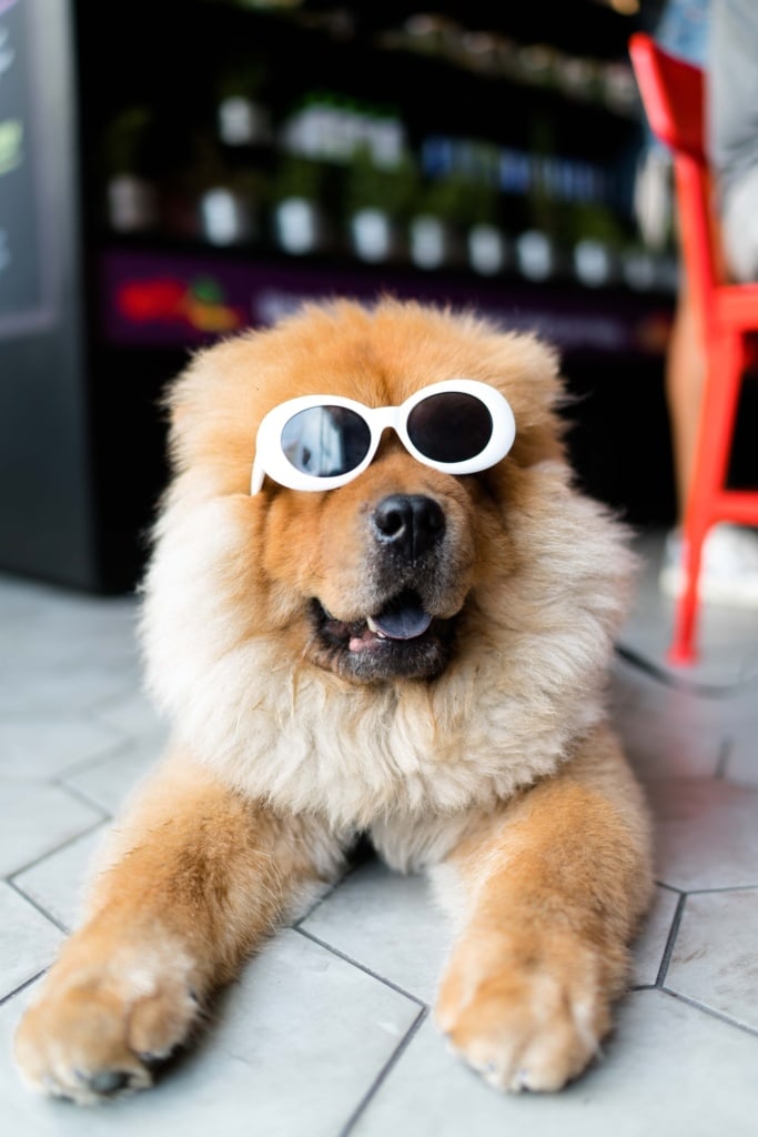 Dress to impress – Urlaub mit Hund ist besser geplant. 