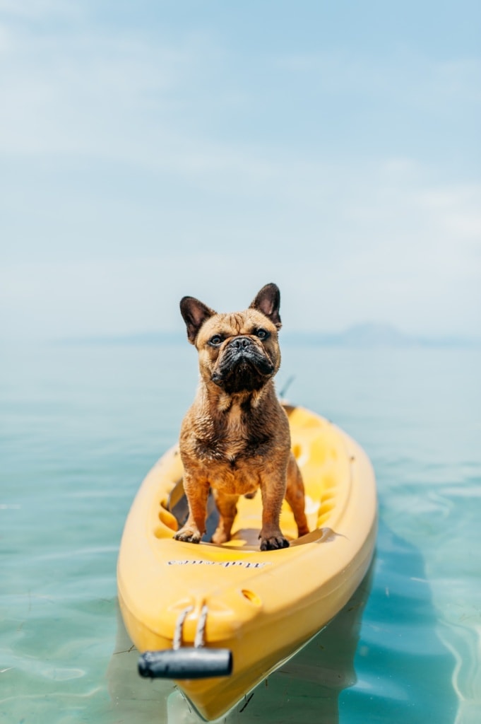 Auch Hunde brauchen Urlaub!