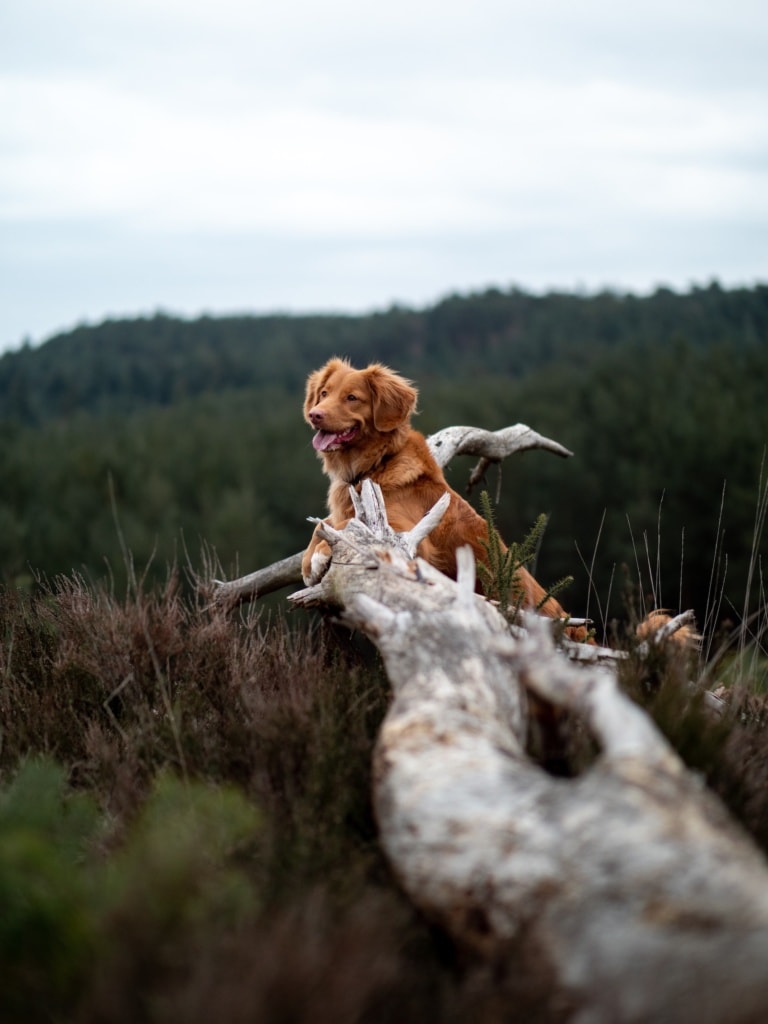 In der Natur ist es eben am schönsten bei einem Urlaub mit Hund. 