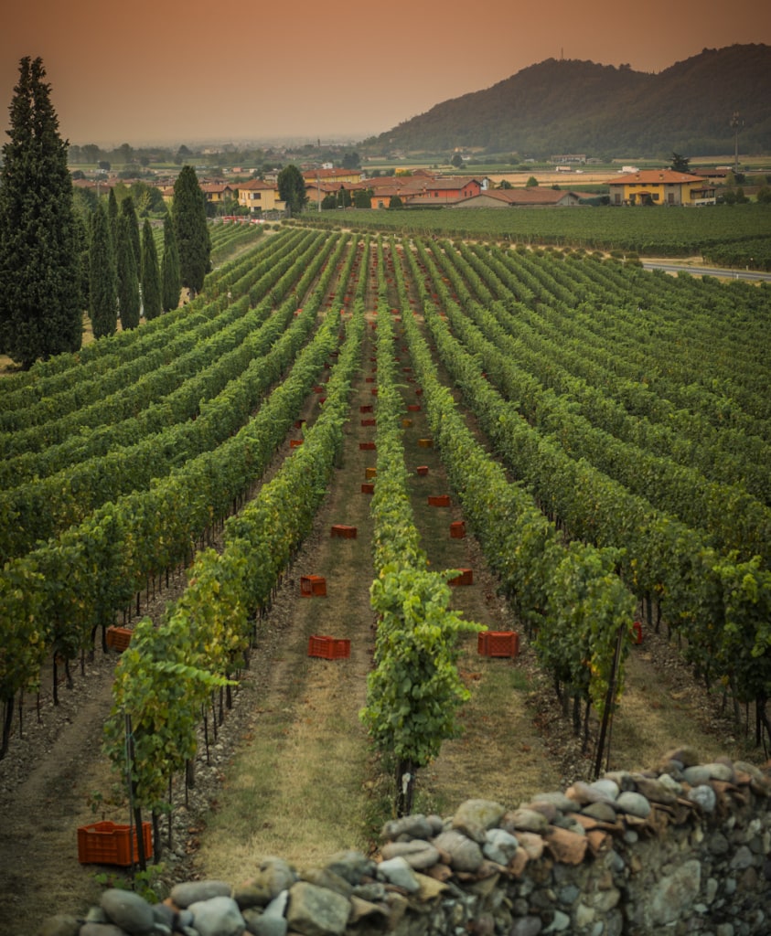 Weinanbau Vendemmia