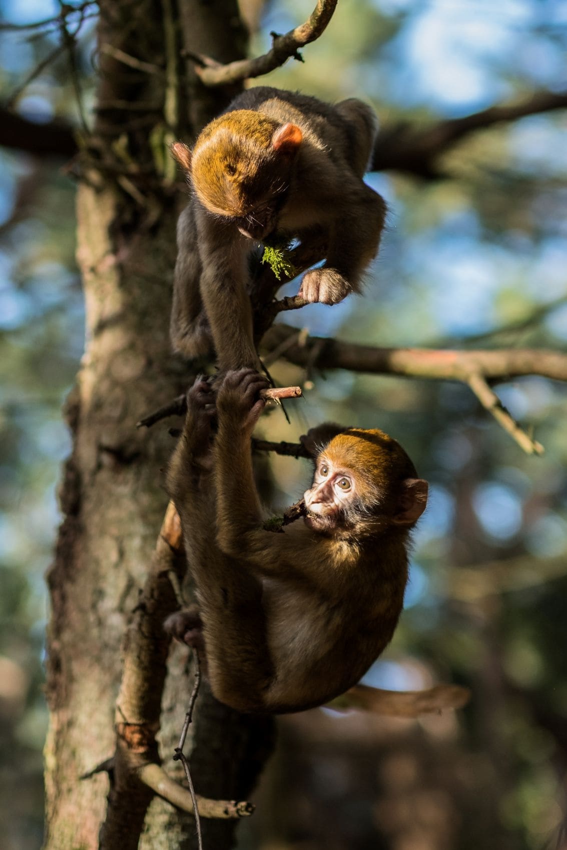 Zwei Berberaffen auf einem Baum 