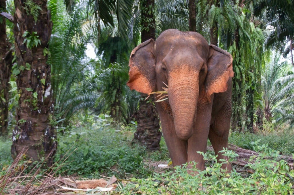 Elefant in Thailand