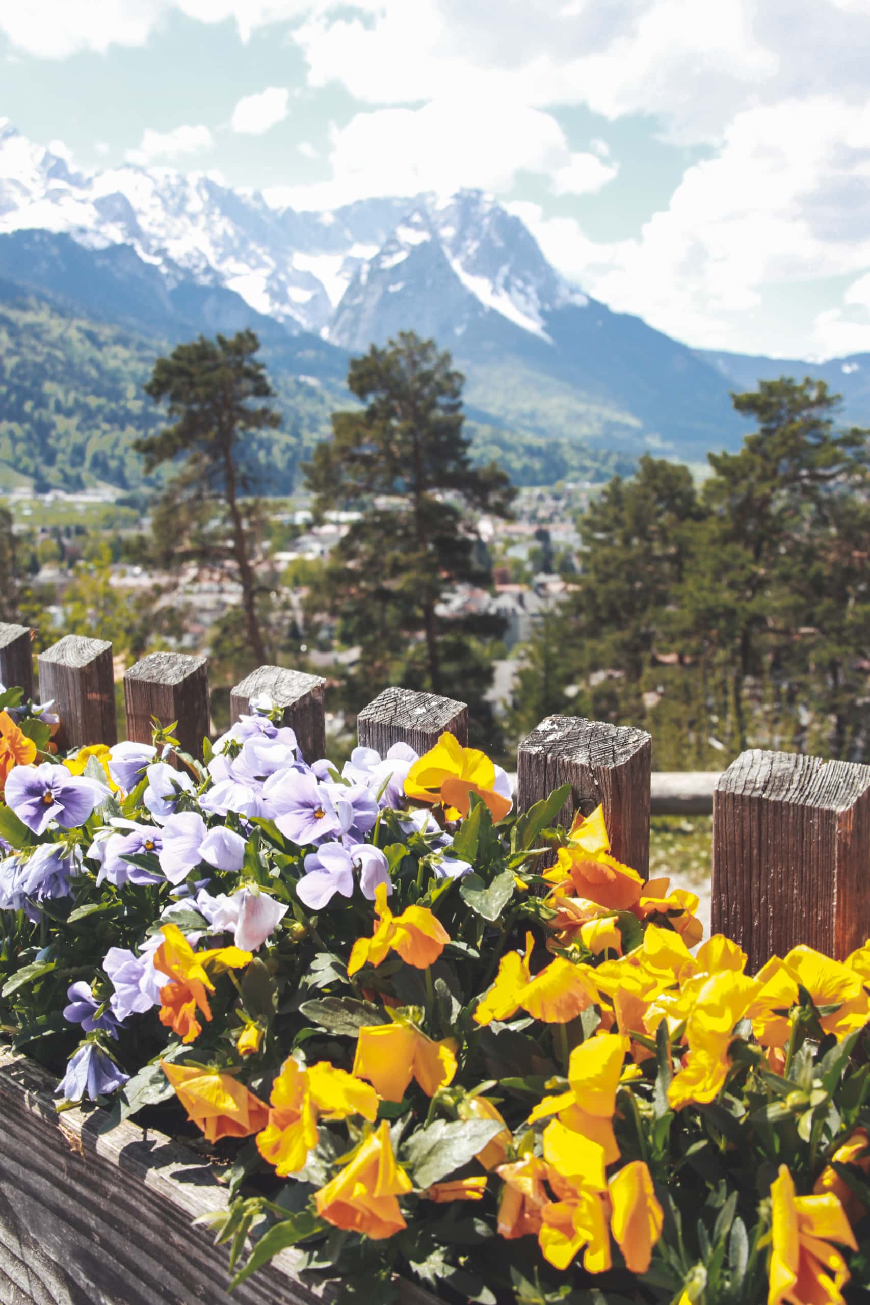 Blumen vor dem Panorama der Garmisch-Partenkirchen Bergwelt