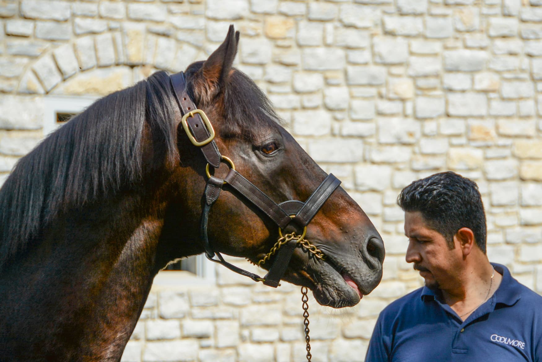 Pferd und Betreuer auf der Pferdezucht Coolmore