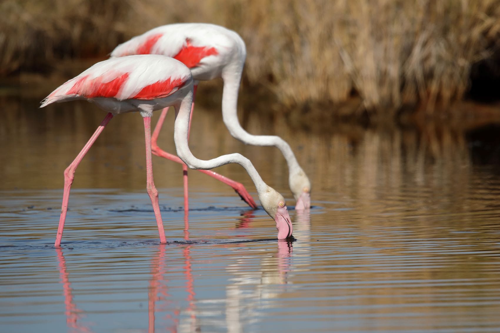 Flamingos im Nationalpark Donana, Spanien