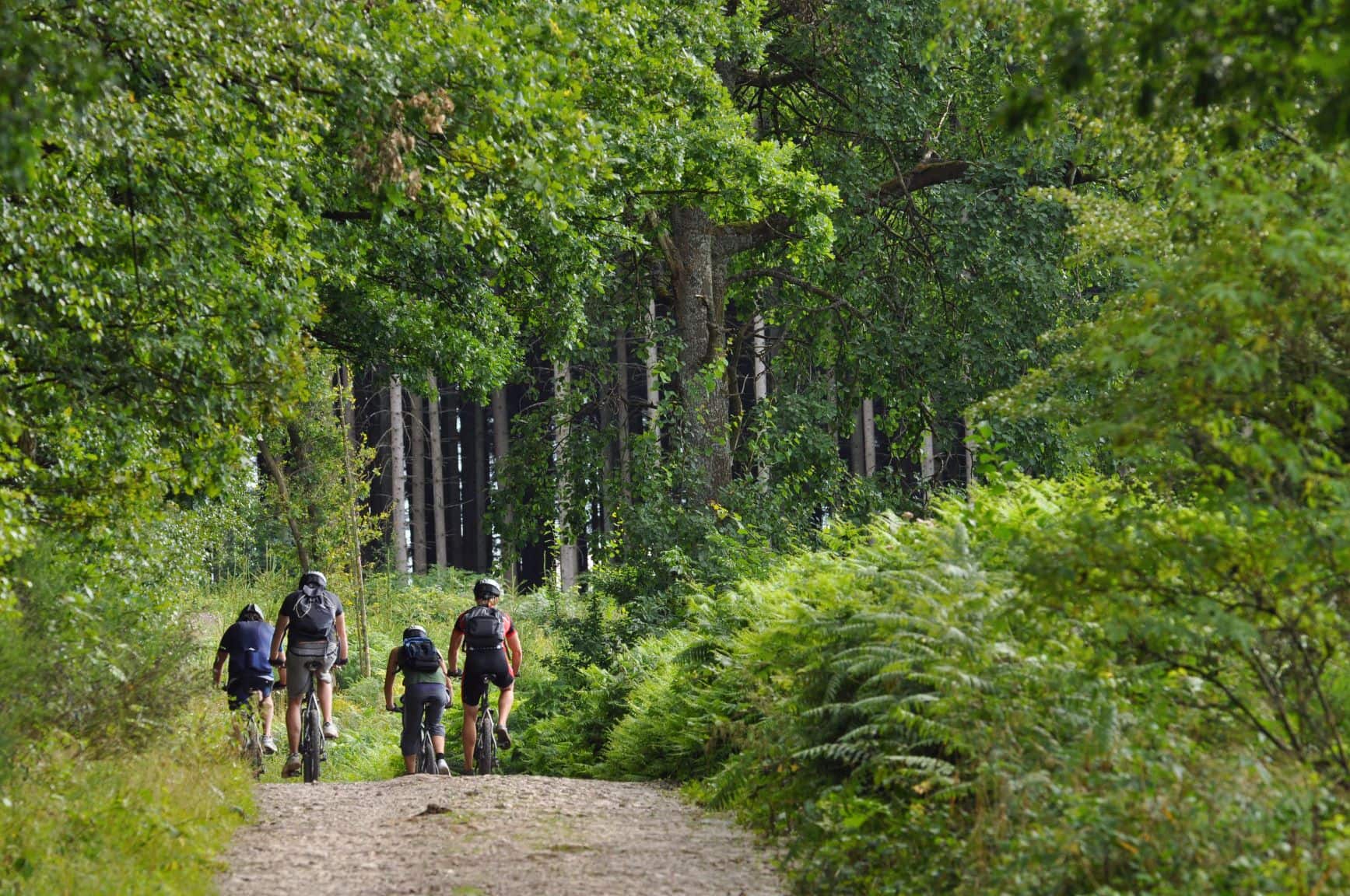 Mountainbiker auf einem Waldweg in den Ardennen in der Wallonie