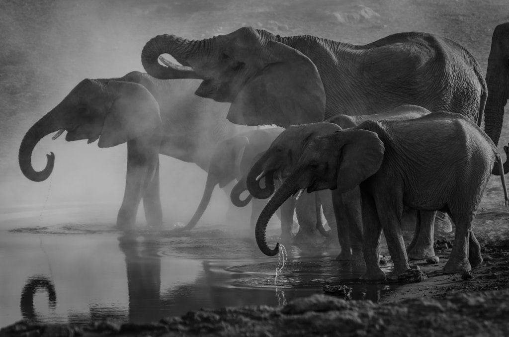 Die Tierwelt des Landes beeindruckt nachhaltig auf einer Reise nach Namibia.