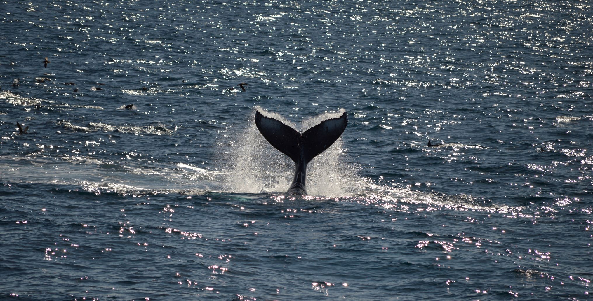 Wal-Flosse ragt aus dem Meer
