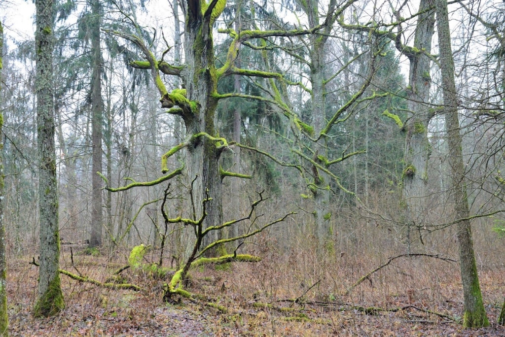Königseichen-Äste