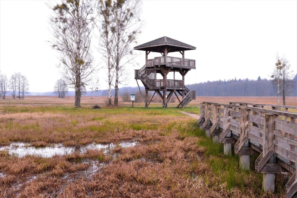 Aussichtsturm im Białowieża-Nationalpark