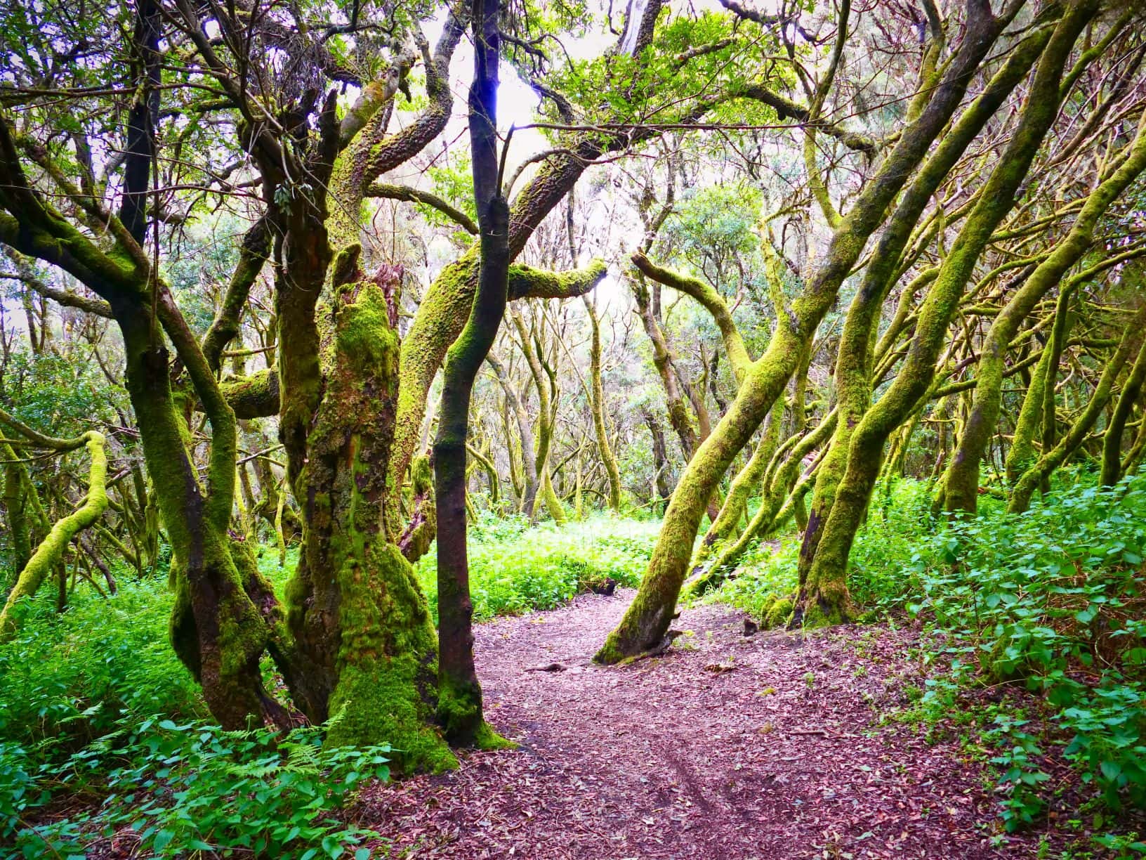Lorbeerwald auf El Hierro 