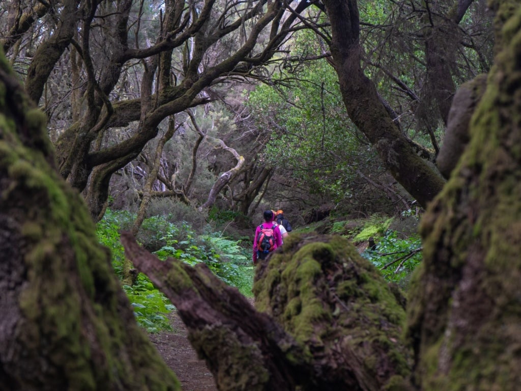 Wanderer in einem Wald auf El Hierro 