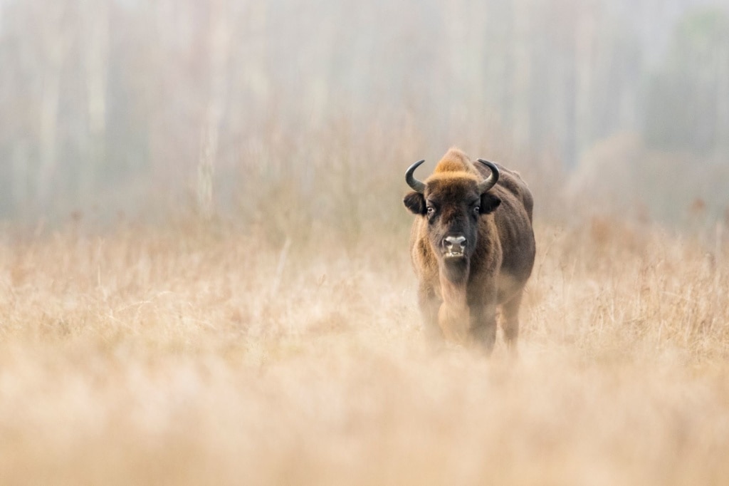 Wisente auf einer Wiese im Bialowieza Nationalpark in Polen