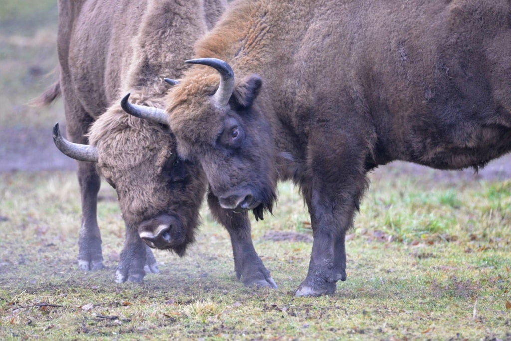 Zwei Wisente im Białowieża-Nationalpark in Polen