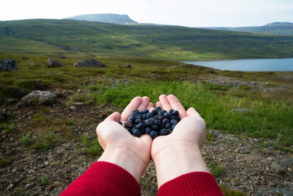 Person hält Blaubeeren in beiden Händen
