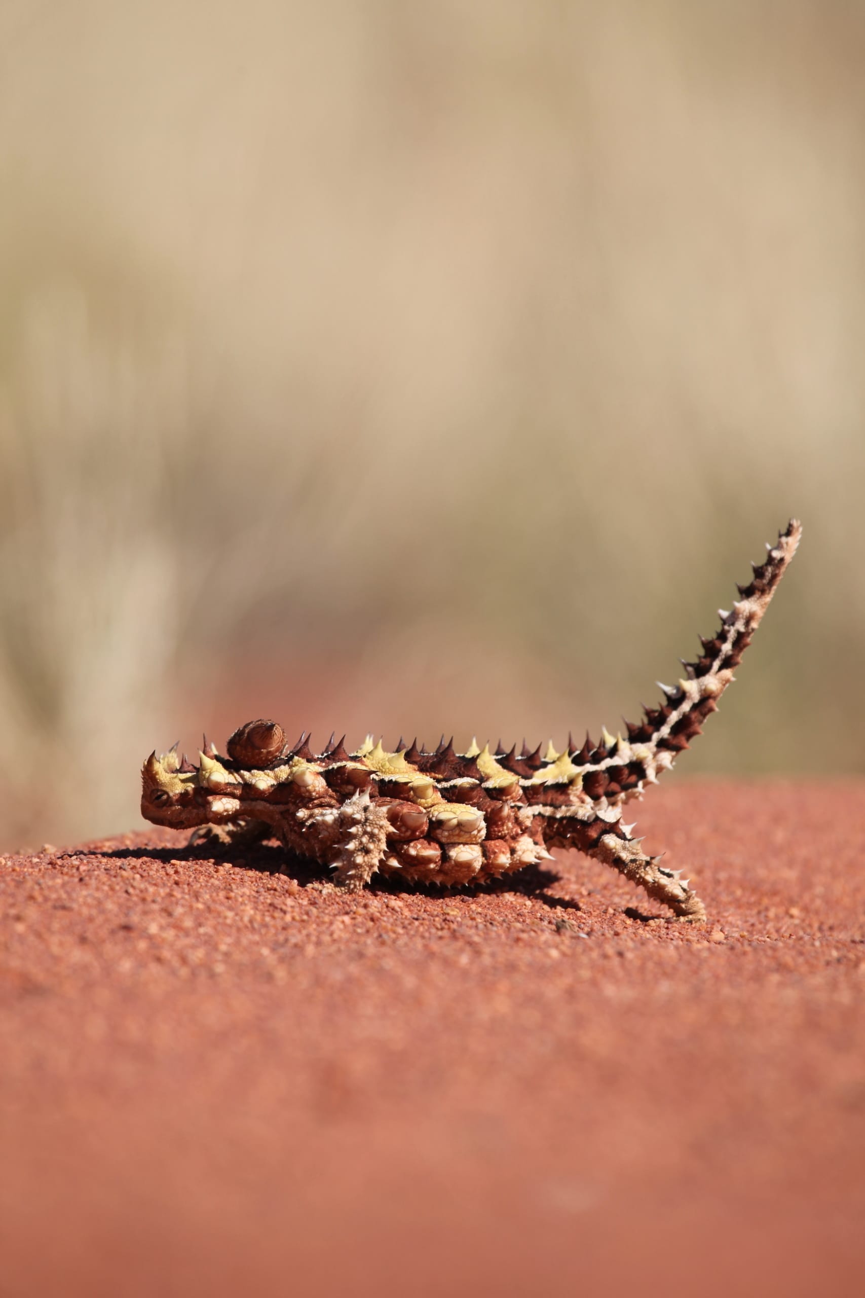 Thorny Devil in australischem Outback