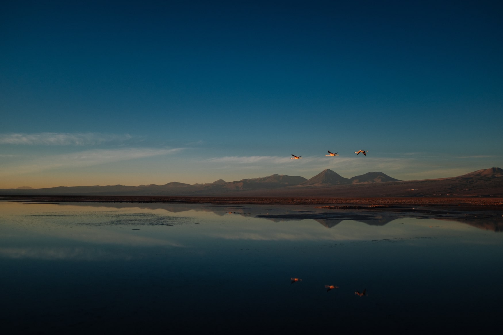 Flamingos über See
