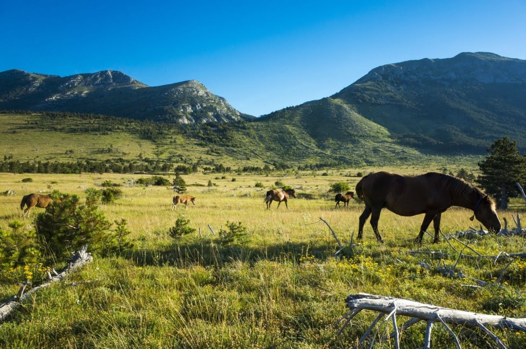 Pferde auf einer Wiese im Nationalpark Paklenica in Kroatien