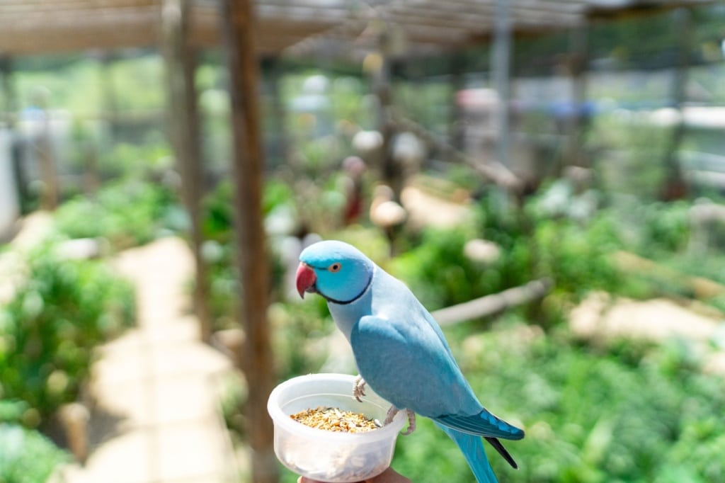 Papagei im Parrotville St. Maarten