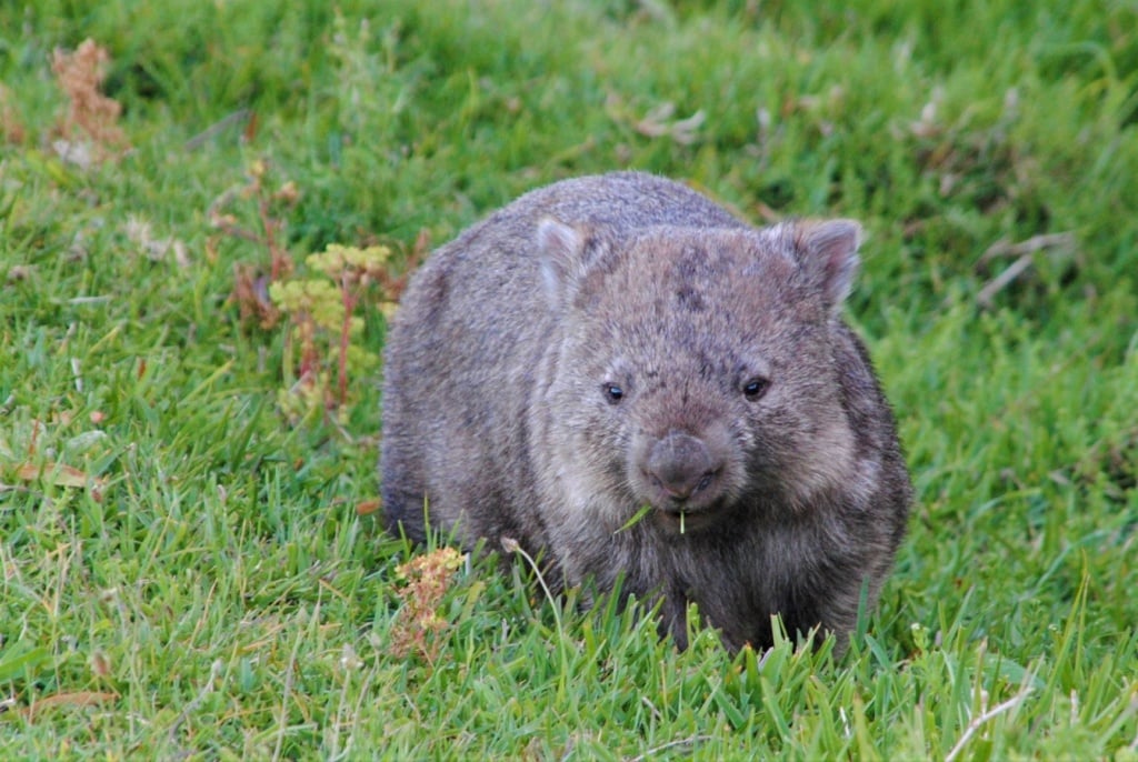 Wombat in Australien 