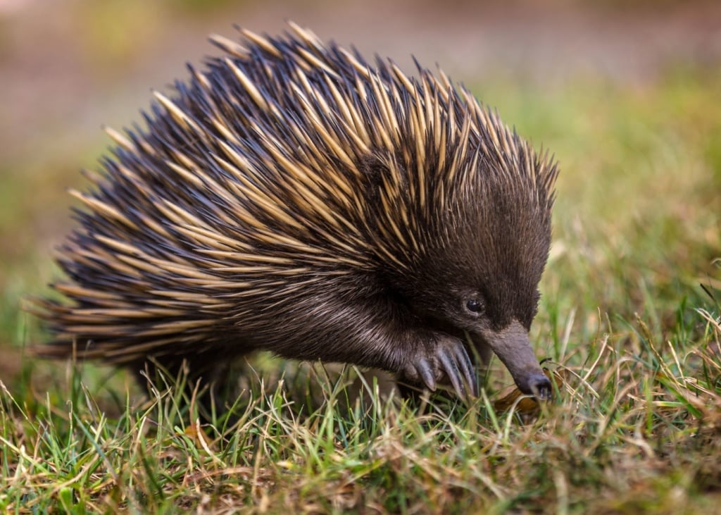 Kurzschnabeligel, Tachyglossus aculeatus