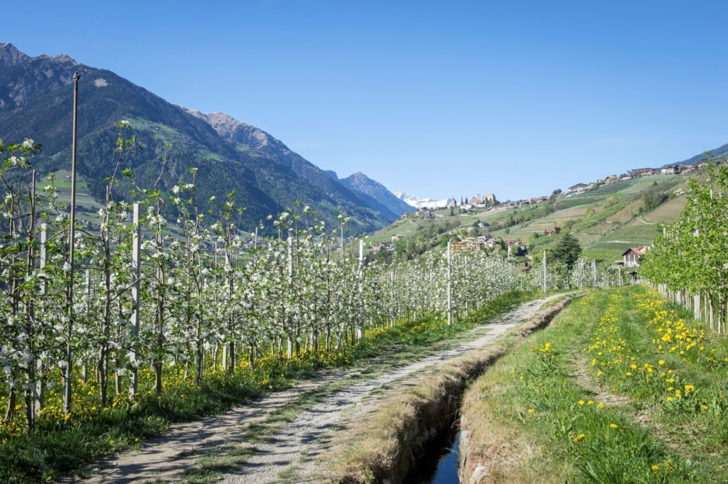 Schenna Waalweg im Frühling 