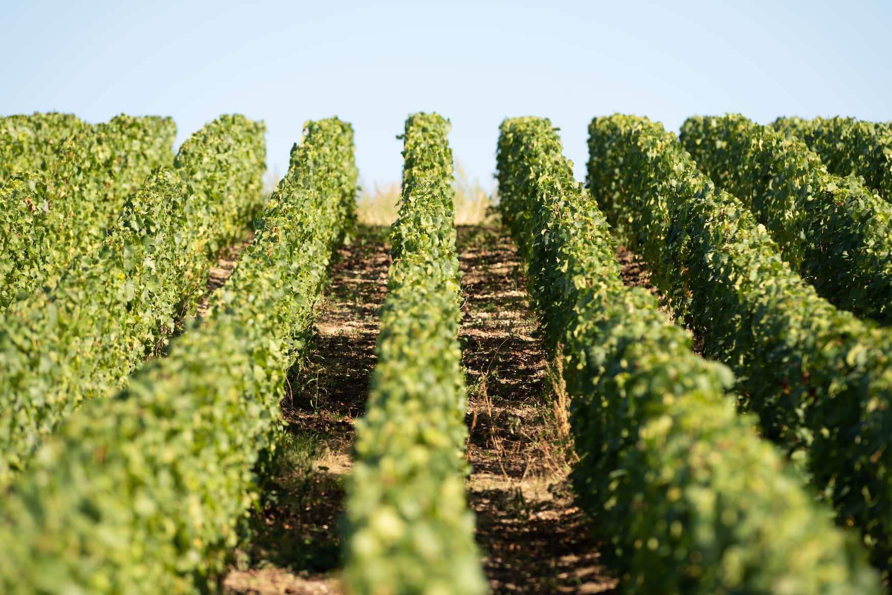 Weinfelder in der Champagne in Frankreich