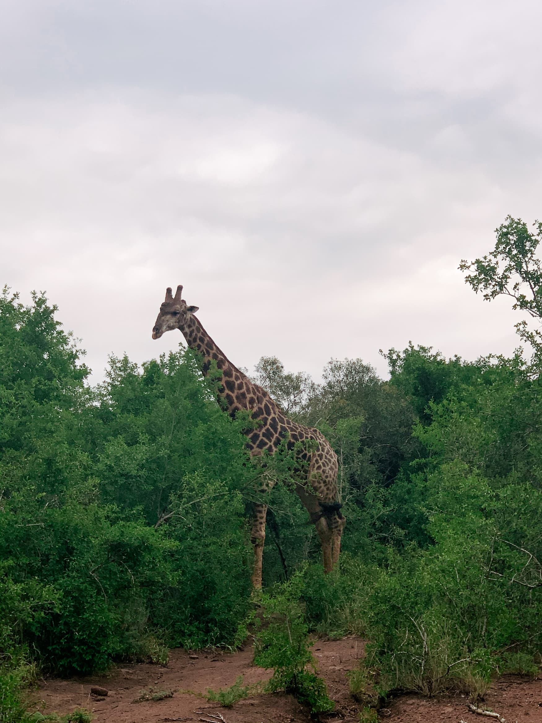 Giraffe steht zwischen Bäumen im Phinda Private Game Reserve in Südafrika