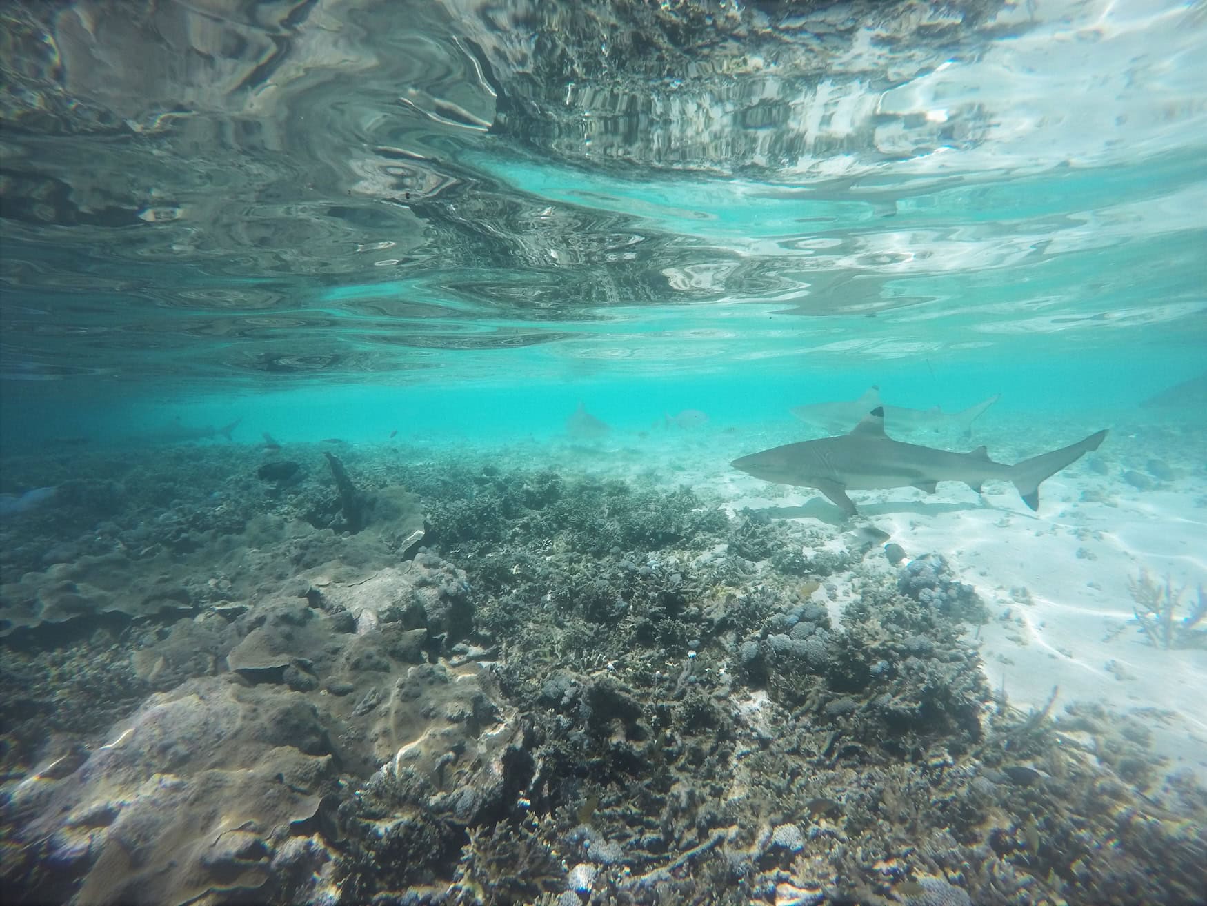 Hai beim Schnorcheln in West-Papua